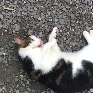 Meet your Posher, Morgan